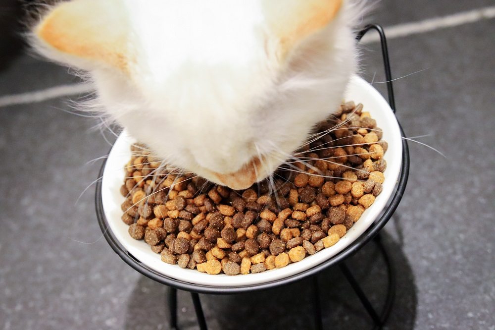 Rachael Ray Nutrish Indoor Complete Chicken, Lentils & Salmon Recipe Dry Cat Food