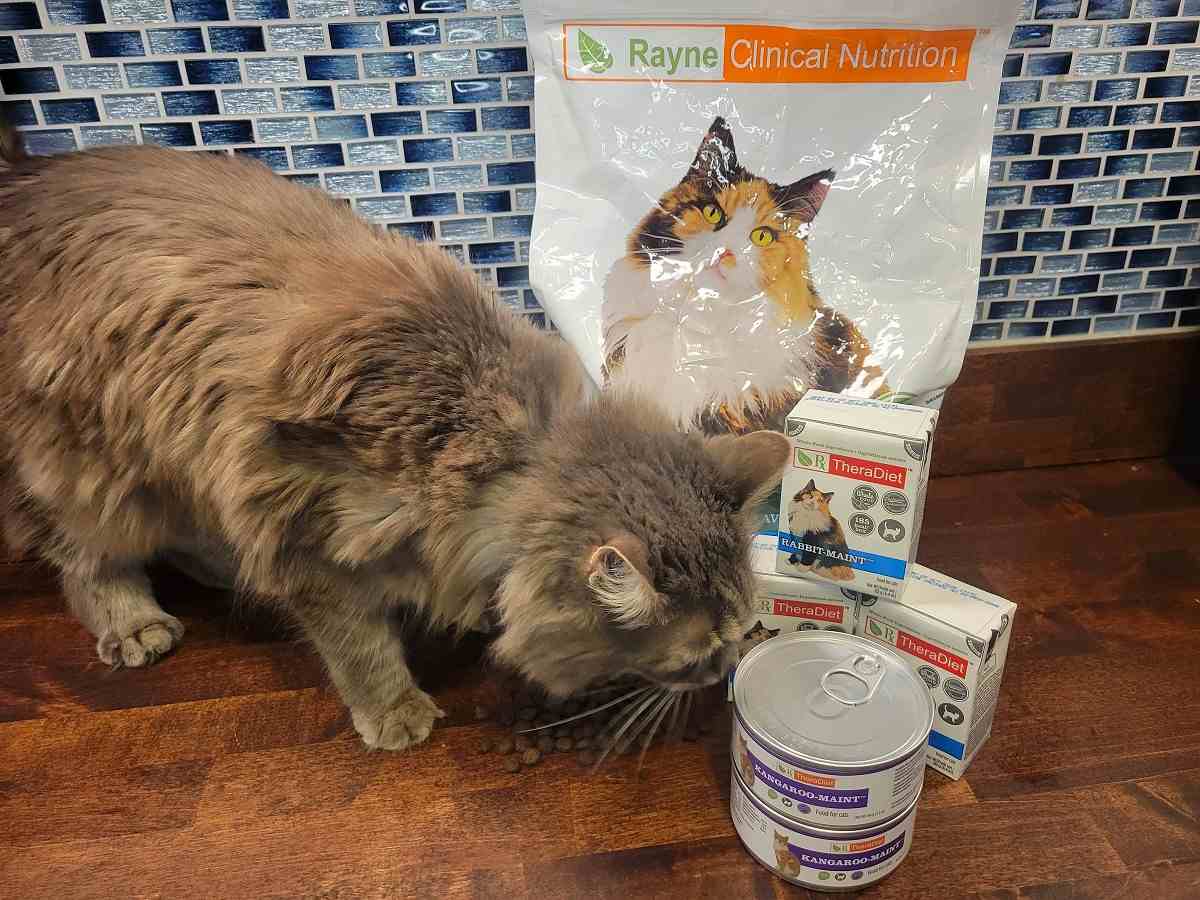 Rayne Nutrition Cat Food