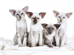 row of four siamese kittens