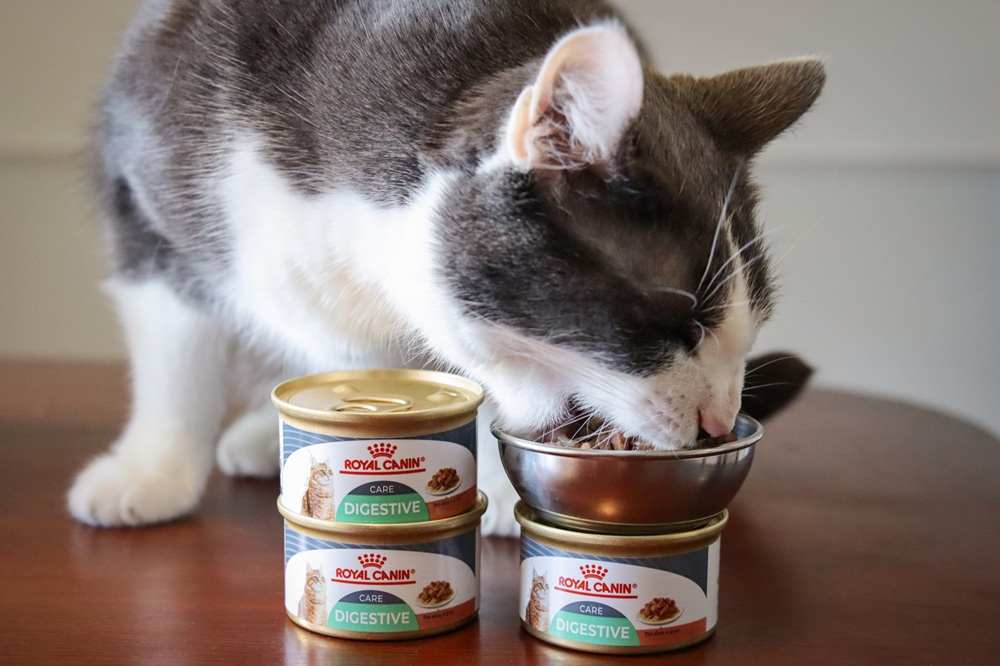 Royal Canin Digest Sensitive Chunks in Gravy Wet Canned Cat Food