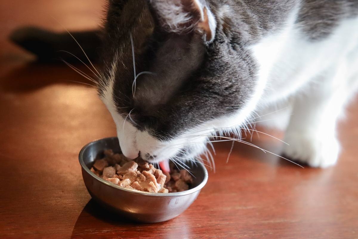 Royal Canin Digest Sensitive Chunks in Gravy Wet Canned Cat Food