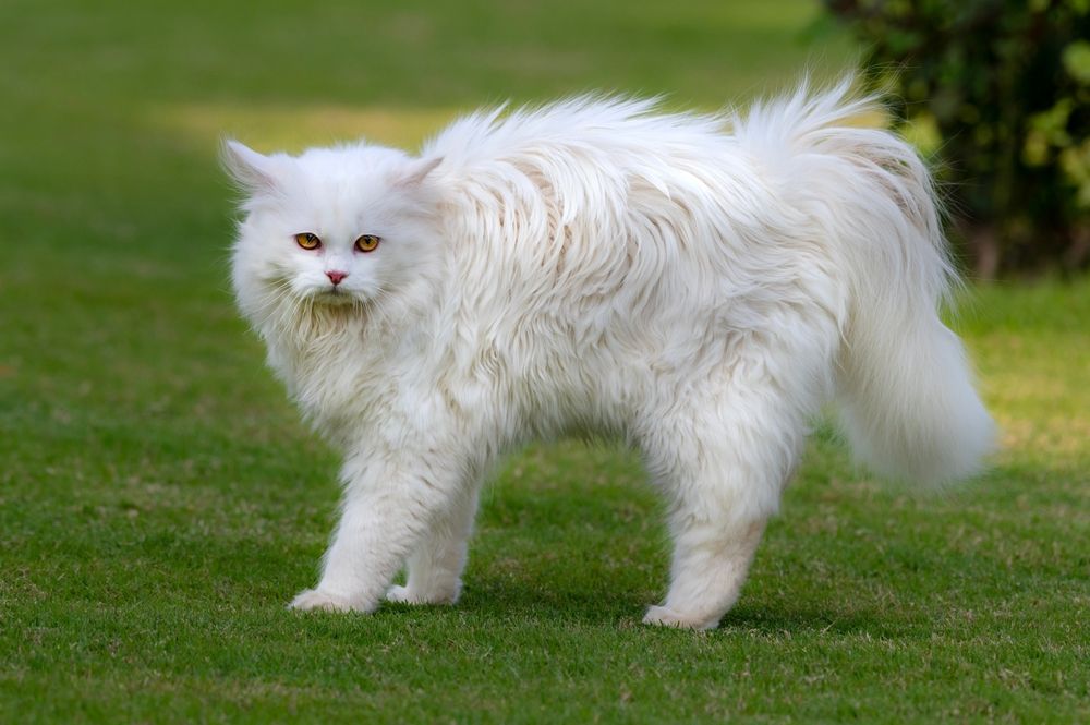 Russian white cat