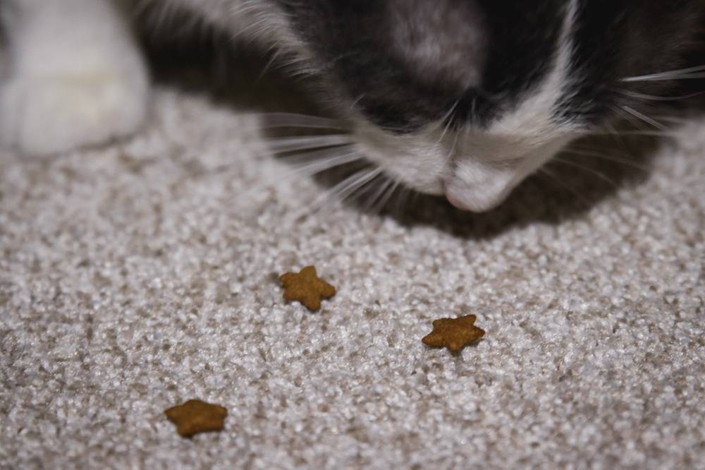 Shameless Catnip N Chill Cat Treats