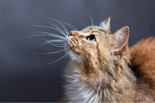 Whisker Fatigue: Does It Really Happen?
