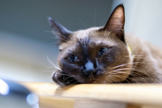 Is Your Cat Lonely? These 7 Signs Will Help You Find Out