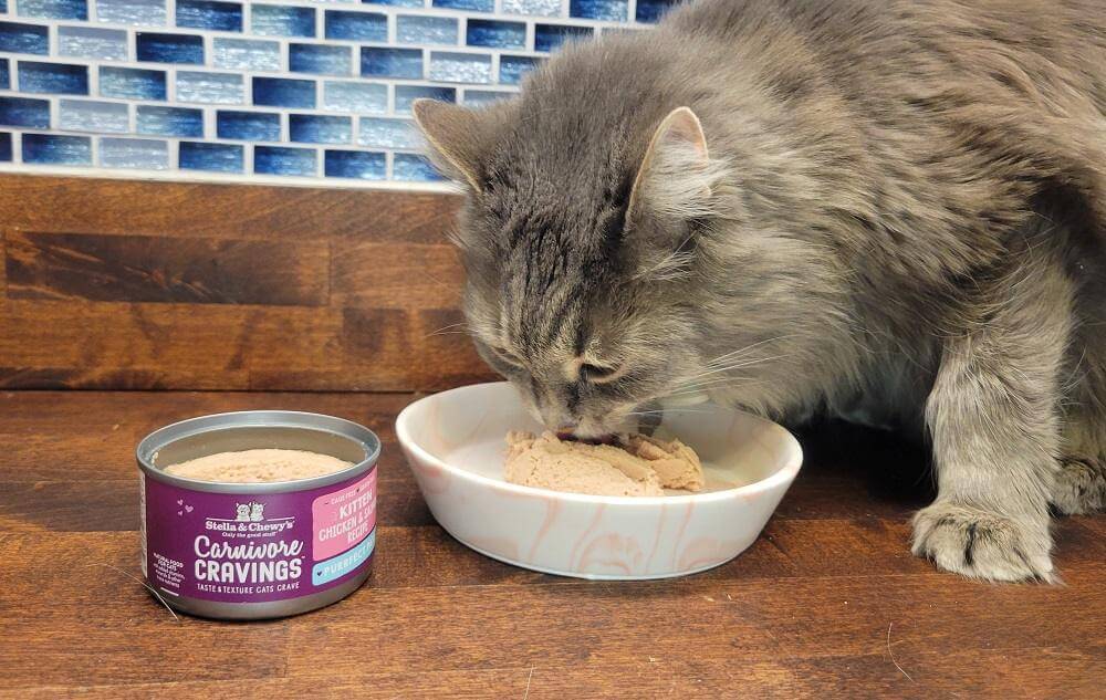 Stella & Chewy’s Carnivore Cravings Purrfect Paté Chicken & Salmon in Broth Kitten Recipe