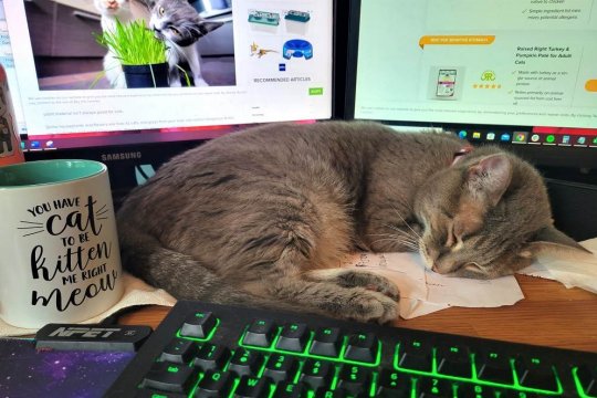 10 Best Cat Products We Loved in 2024