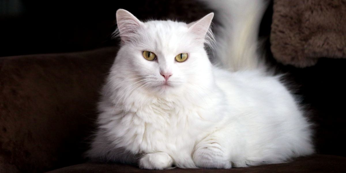 Turkish white angora cat in the living room lying on the couch, brown background