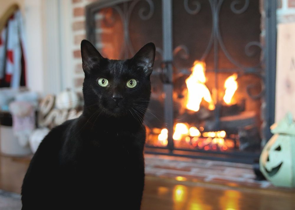 Unisex Winter Cat Names