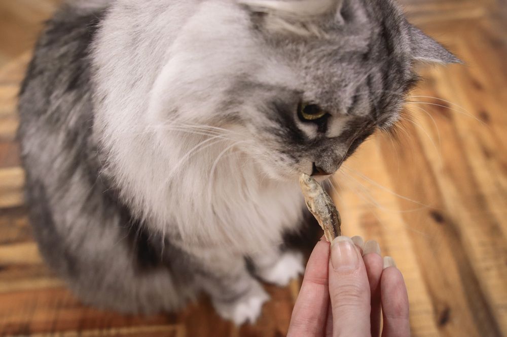 Vital Essentials Minnows Freeze-Dried Raw Cat Treats