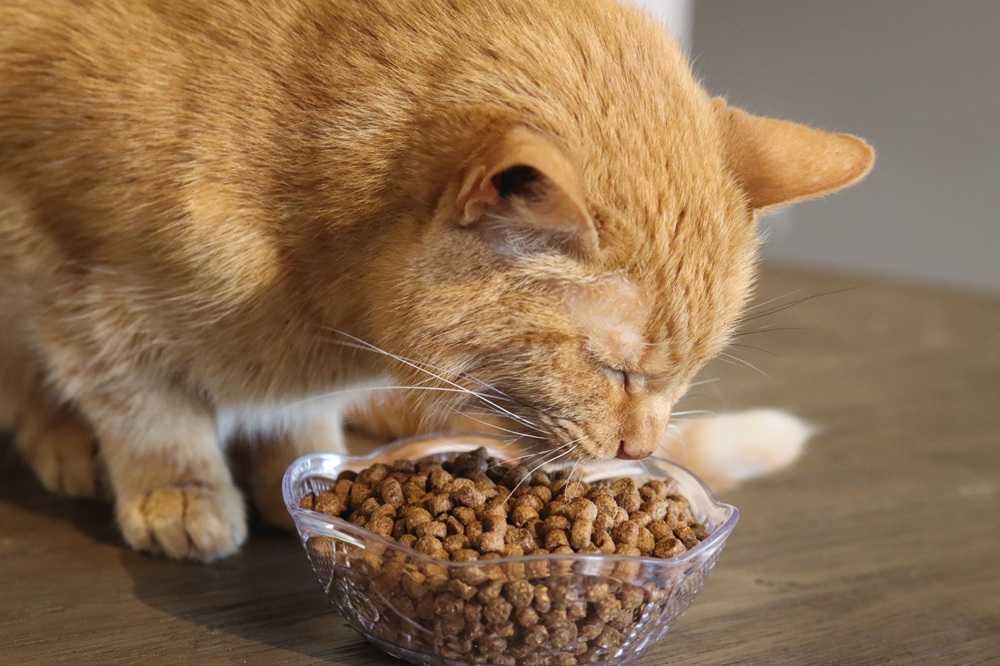 cat eating dry cat food