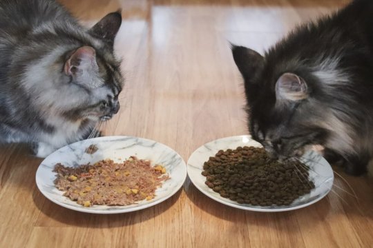 Wet vs. Dry Cat Food: What's Better for Cats?