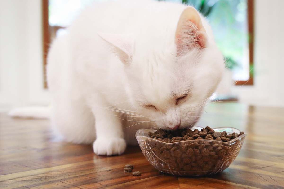 White Short Hair Eating Instinct Original Grain Free Recipe With Real Chicken Dry Kibble Cat Food