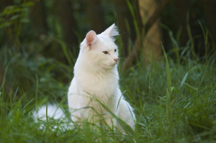 White norwegian forest cat