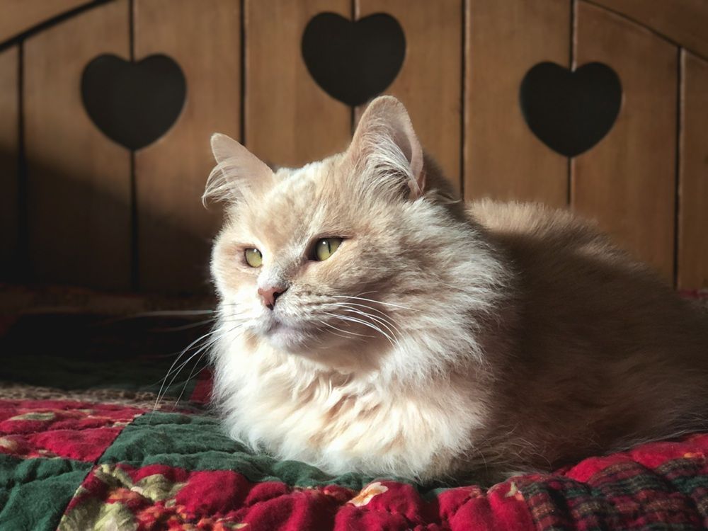 Winter Names for Female Cats