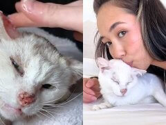 Woman Fell in Love with Fostering Senior Cats